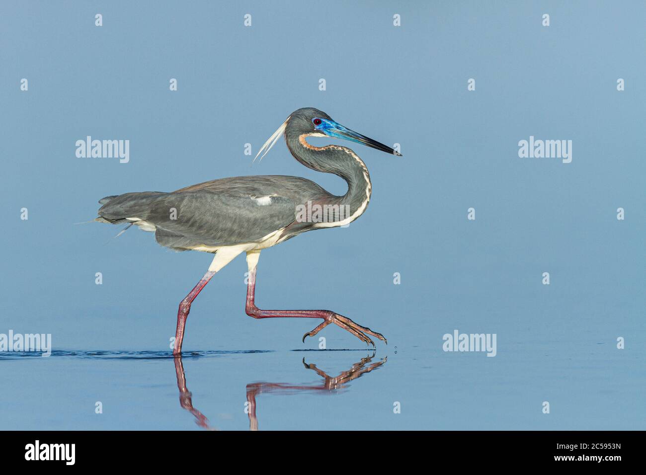 Un Heron tricolore (Egretta tricolore) a caccia in acque poco profonde della costa della Florida Foto Stock