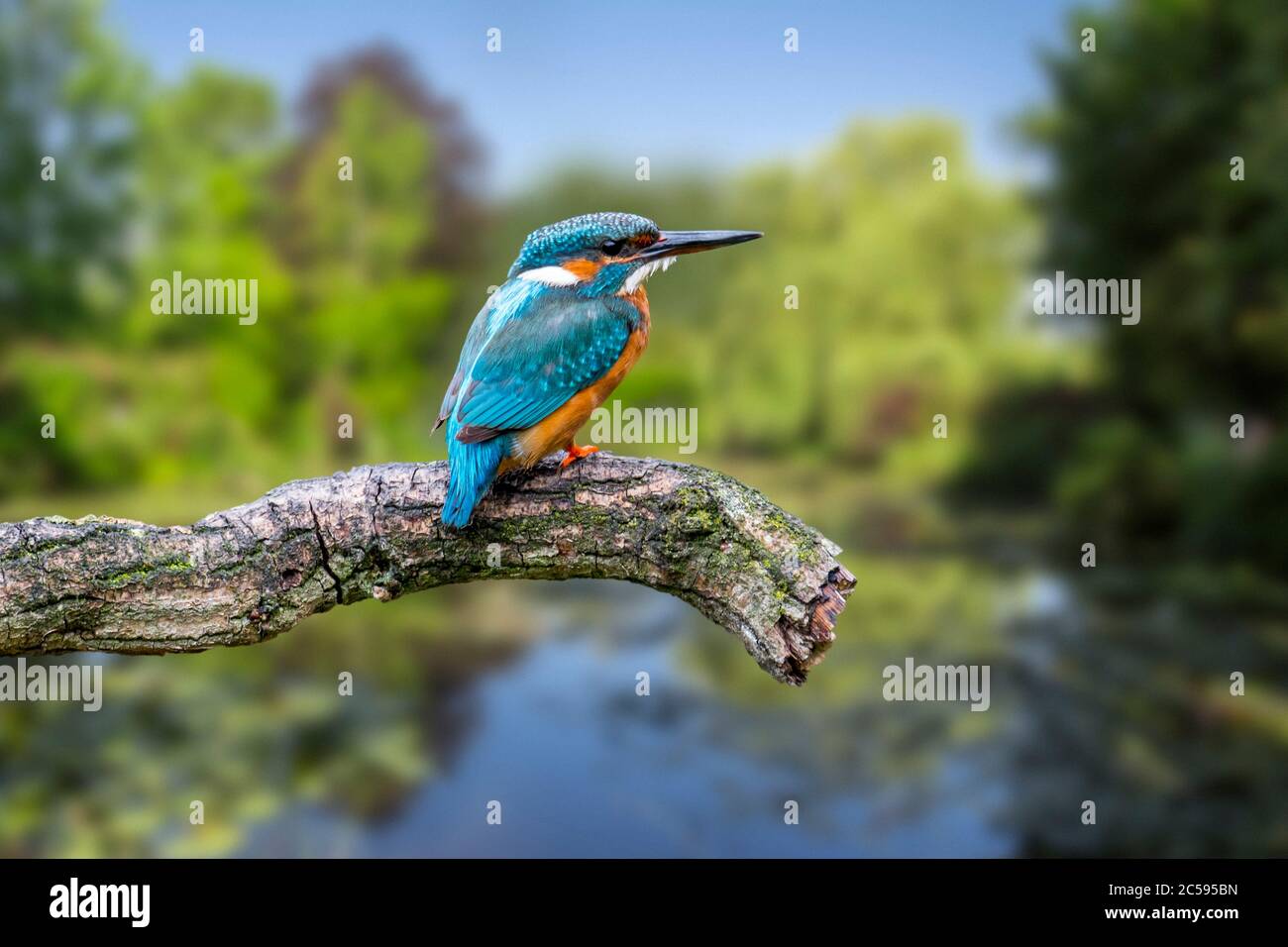 Comune kingfisher (Alcedo atthis) femmina arroccato sul ramo sopra l'acqua di stagno in estate Foto Stock