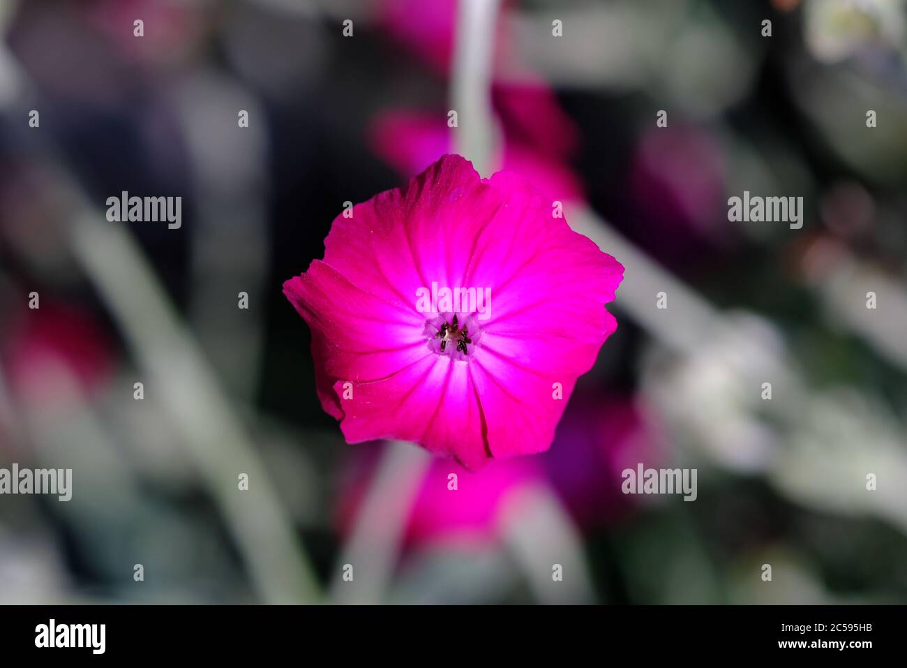 Bel fiore rosa rosso di un campion rosa (Silene coronaria) che cresce in un giardino Glebe, Ottawa, Ontario, Canada. Foto Stock
