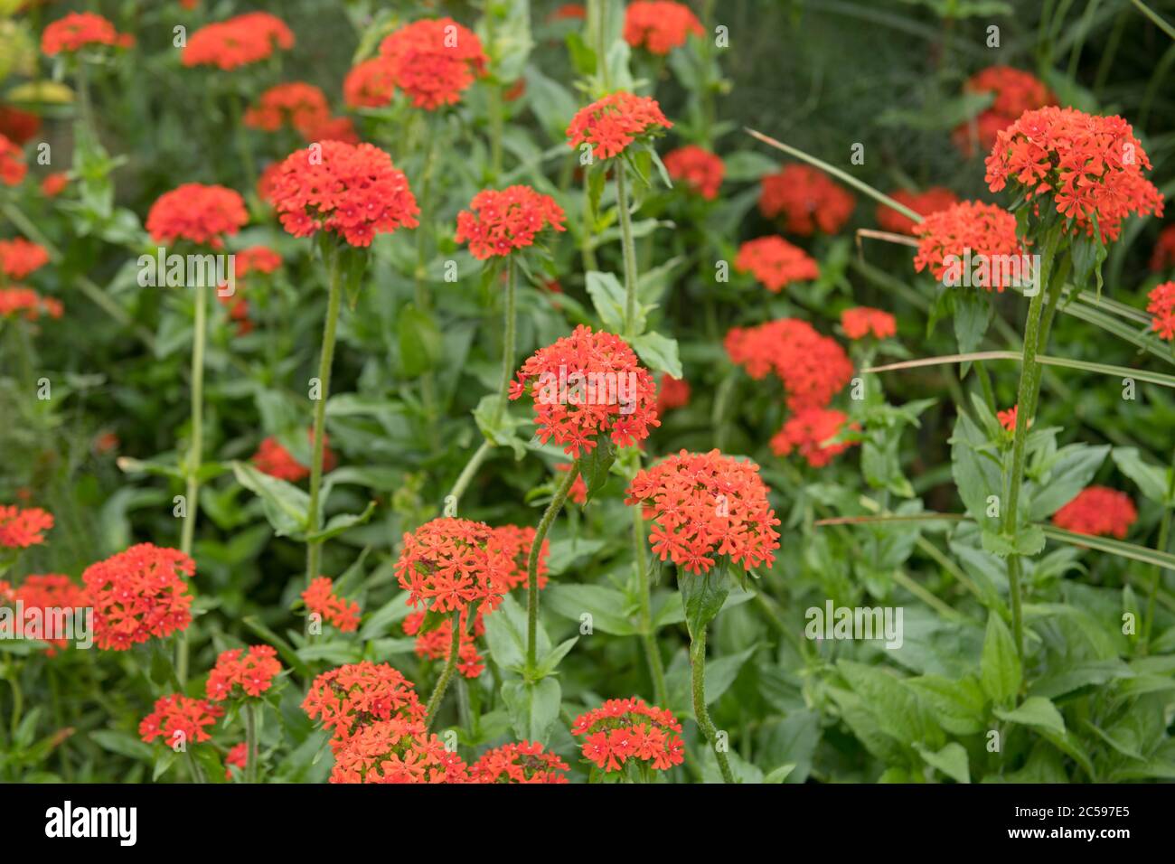 Estate fioritura Gerusalemme rosso brillante o Maltese Cross Flowers (Lychnis calcedonica) che cresce in un confine erbaceo in un Country Cottage Garden in Ru Foto Stock