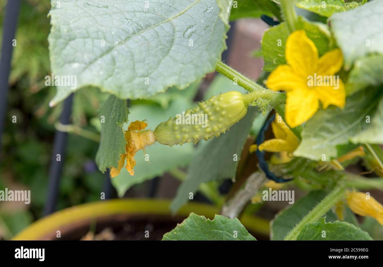 un orto con cetrioli freschi giovani che iniziano a crescere su una pianta con i fiori visibili sullo sfondo Foto Stock