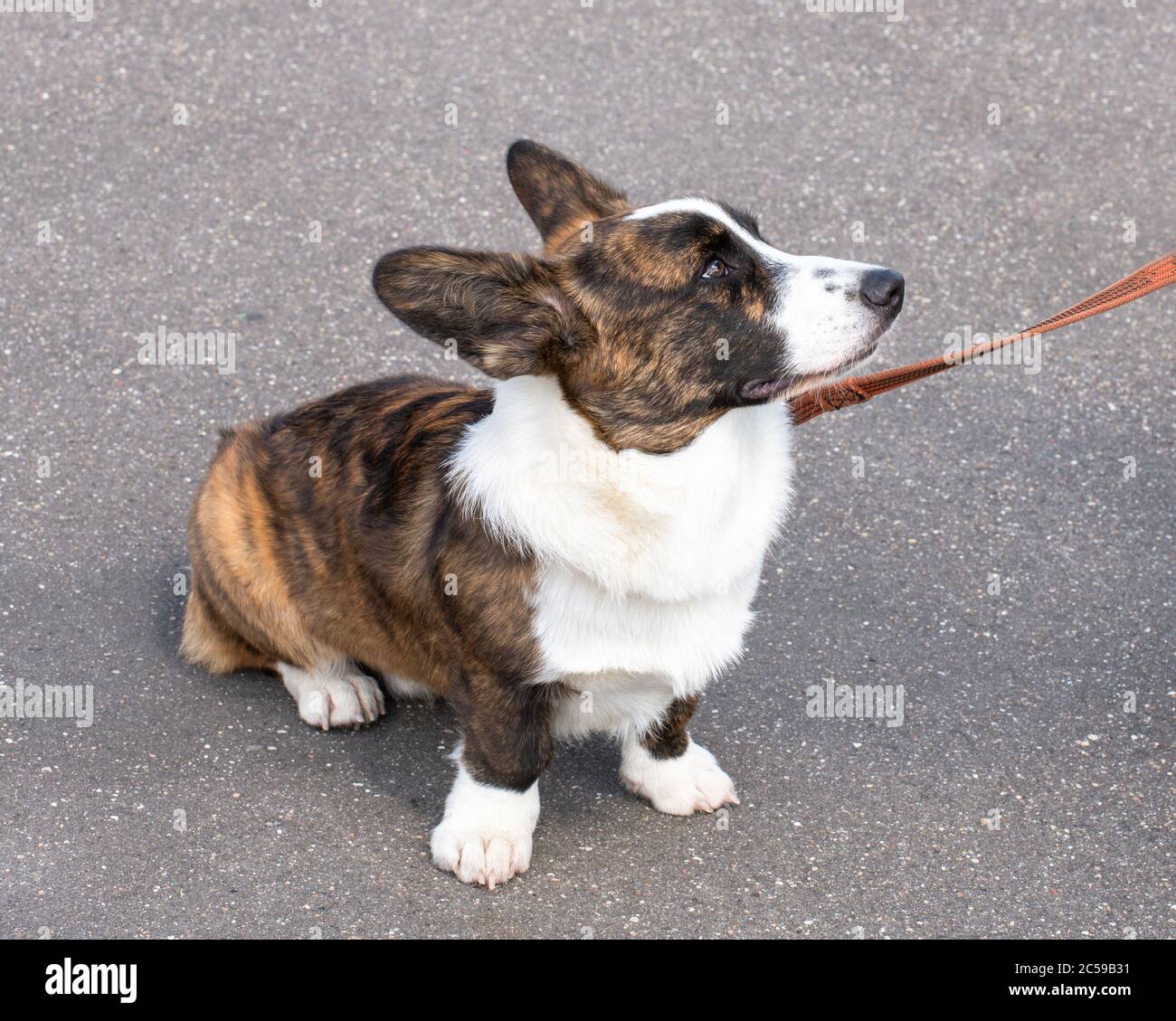 Gallese Corgi cardigan cane seduto sul pavimento Foto Stock