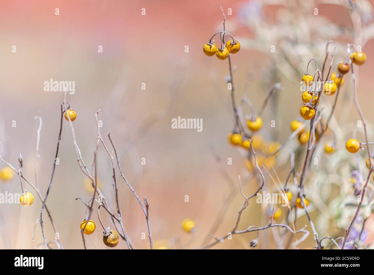 Foglia di argento Nightshade nel deserto Foto Stock