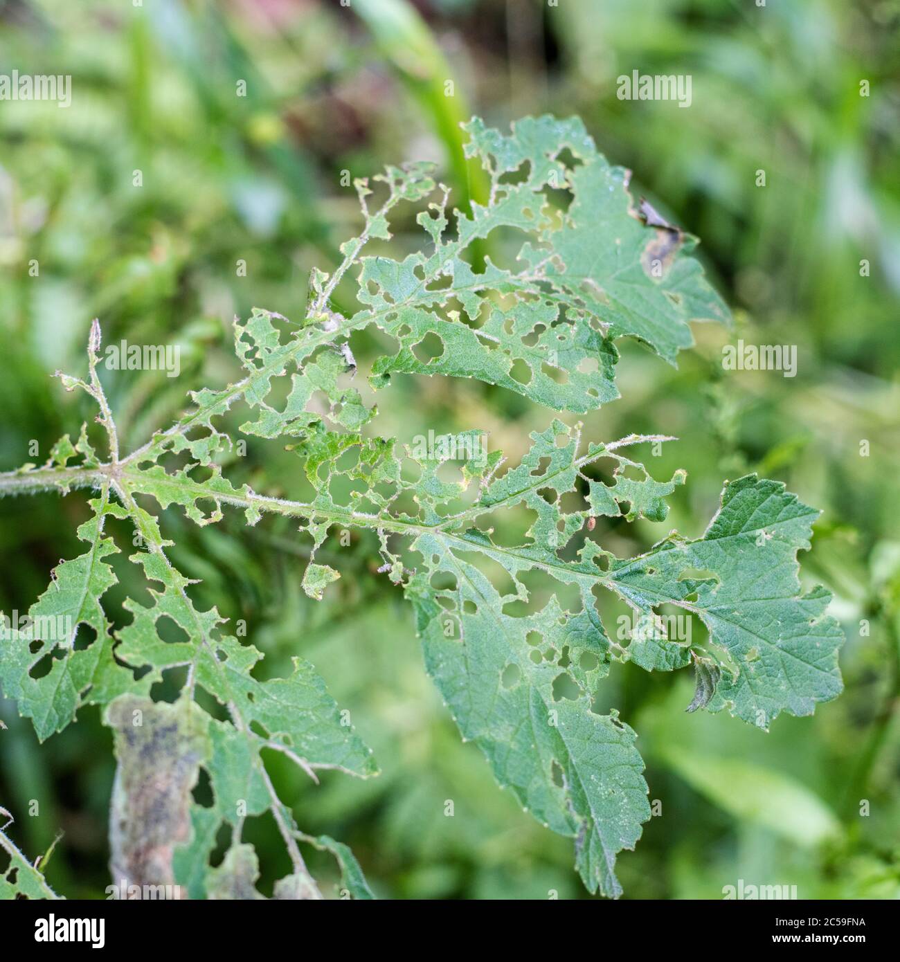 Foglie di Hogweed / Heracleum sphondylium mangiate via da insetti (specie sconosciuta), in estate luce solare. Per piante danneggiate da insetti, danno da insetti. Foto Stock
