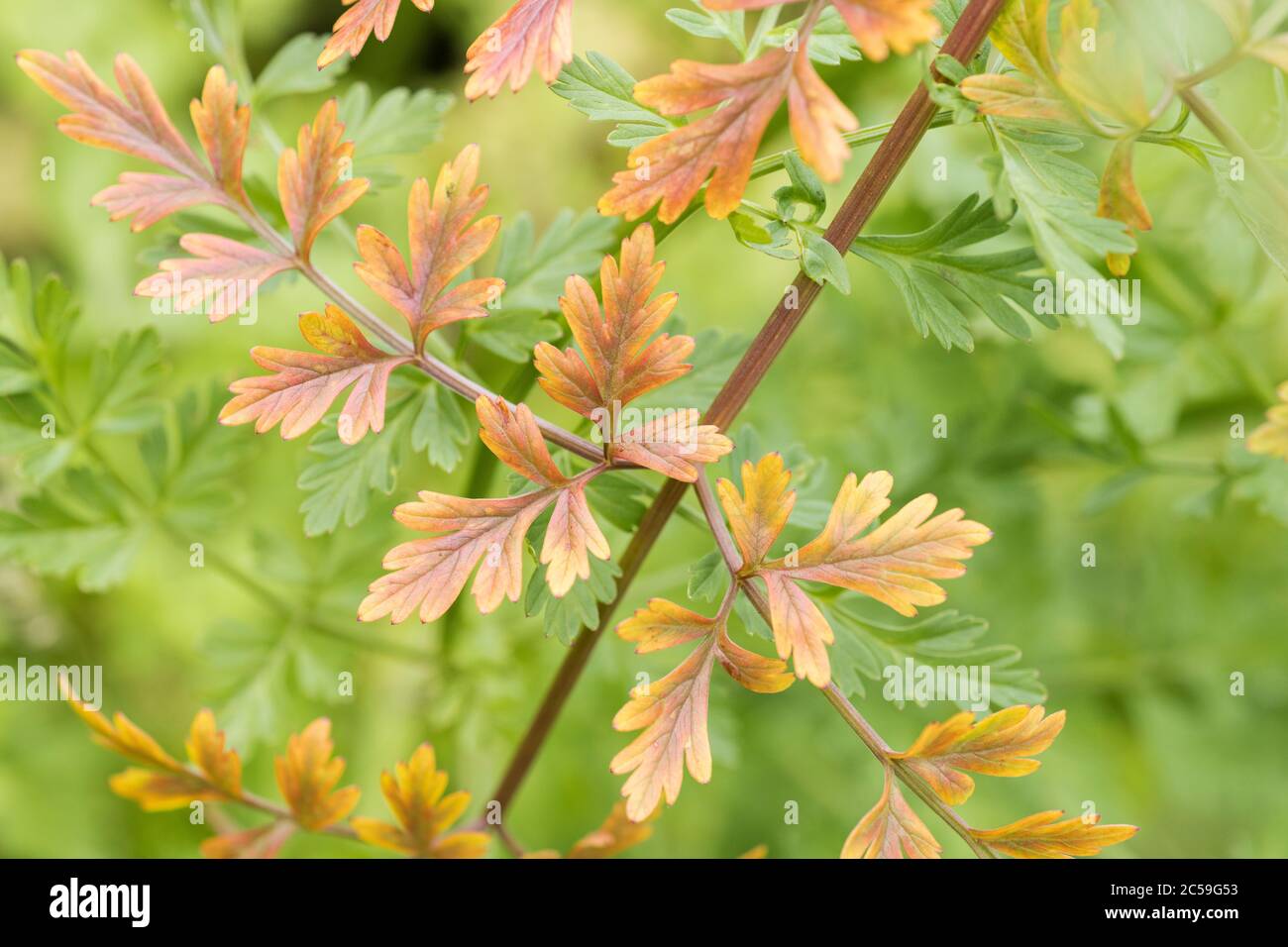 Foglie di Hemlock Water-Dropwort / Oenantthe croccata in giugno-luglio morenti di colore giallo-arancio. Una delle piante più velenose del Regno Unito. Foglie di pianta che muore. Foto Stock