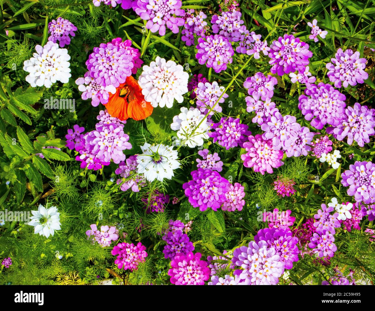 Cottage giardino fiori in estate Foto Stock