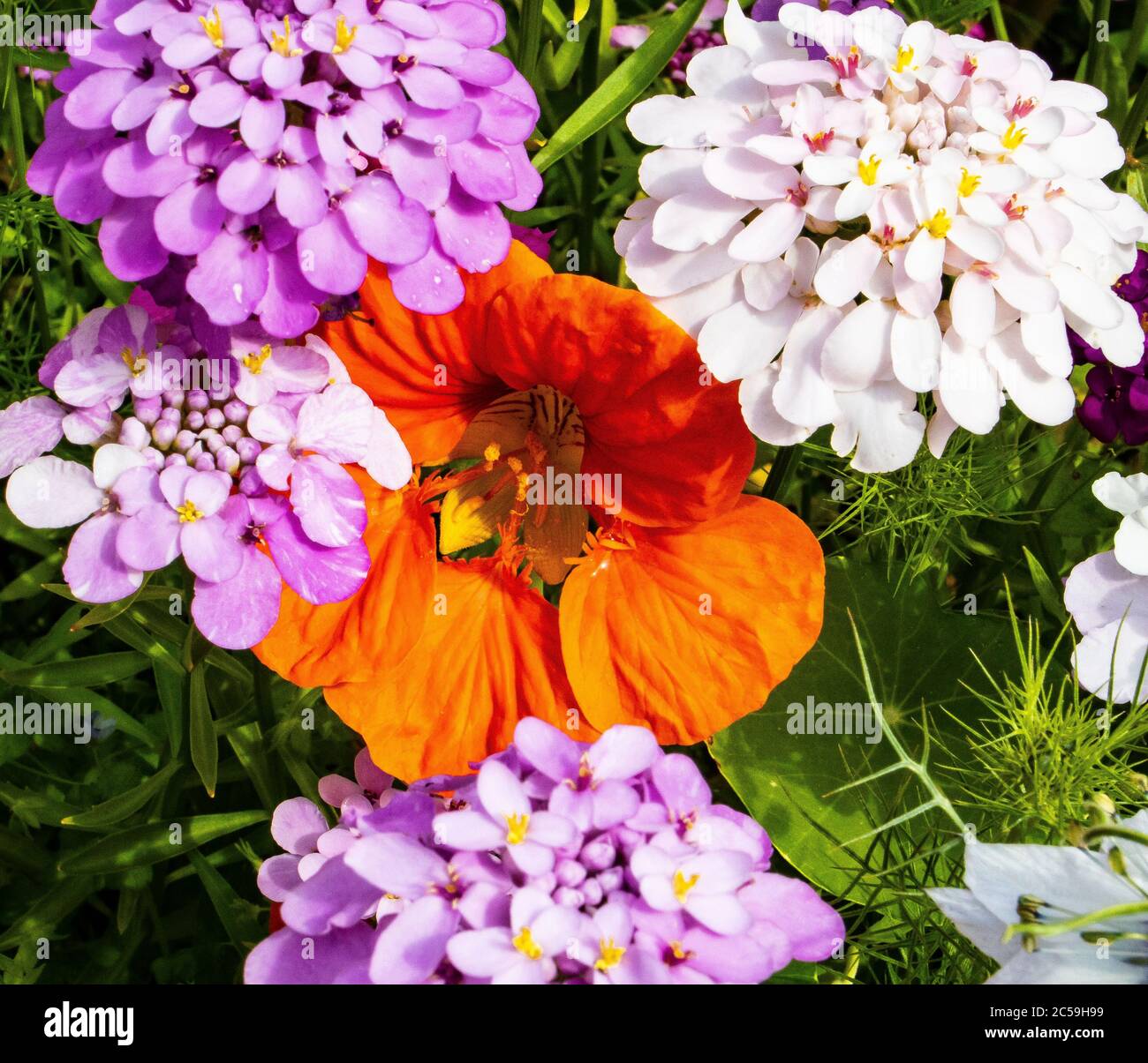 Cottage giardino fiori. Estate. Mix di colori Foto Stock