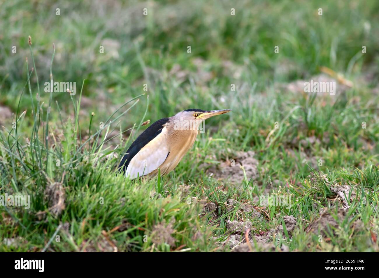 Piccolo Bittern. Ixobrychus minutus. Natura habitat sfondo. Foto Stock