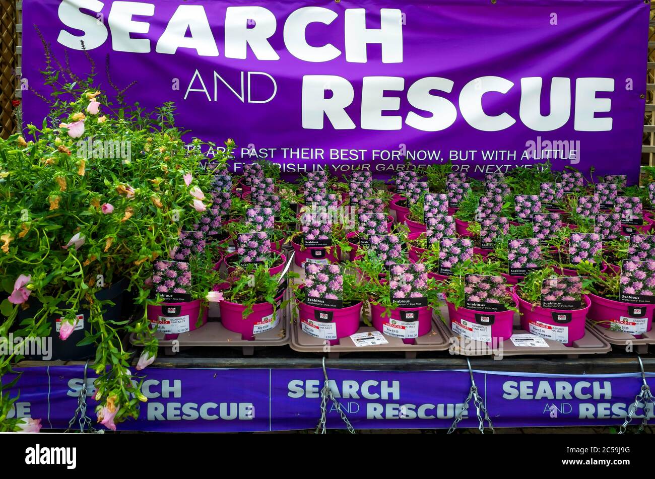 La ricerca e il salvataggio degli impianti per la vendita in un centro giardino in estate, danneggiato piante vendute a prezzi ridotti Foto Stock