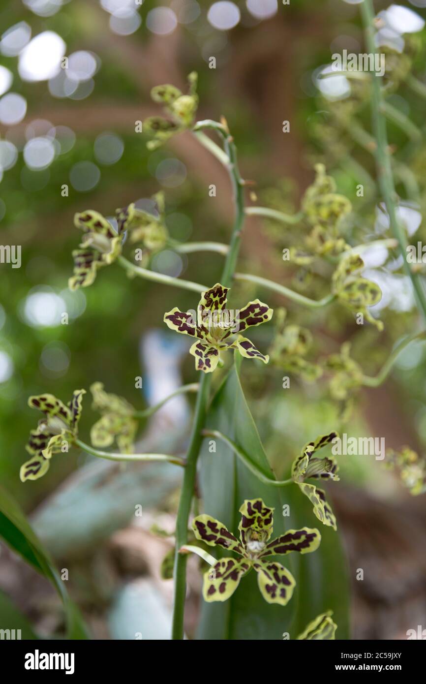 Indonesia, Papua, Penemu, orchidee selvatiche Foto Stock