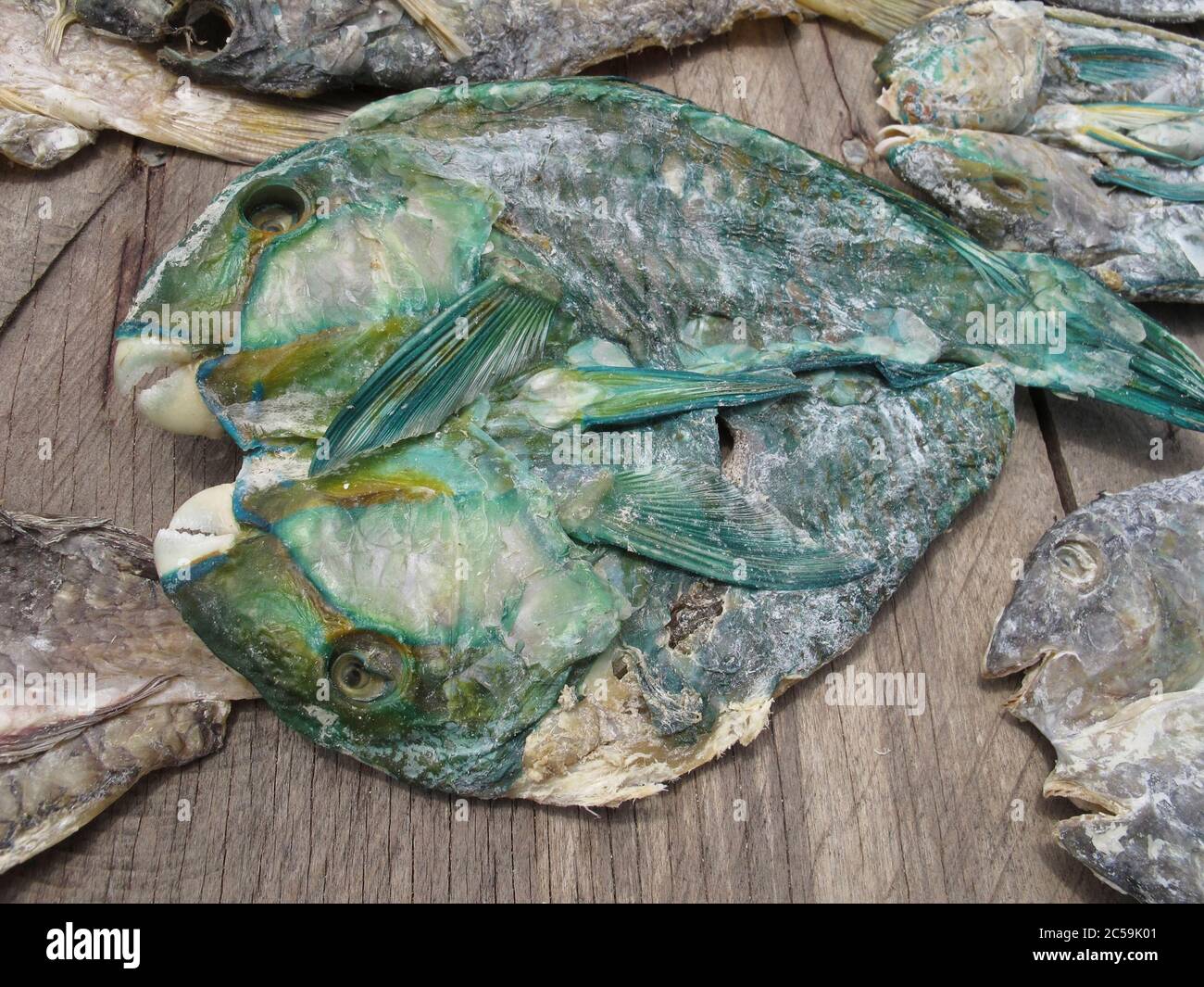 Indonesia, Sulawesi, Isole Togie, pesce che asciuga al sole Foto Stock