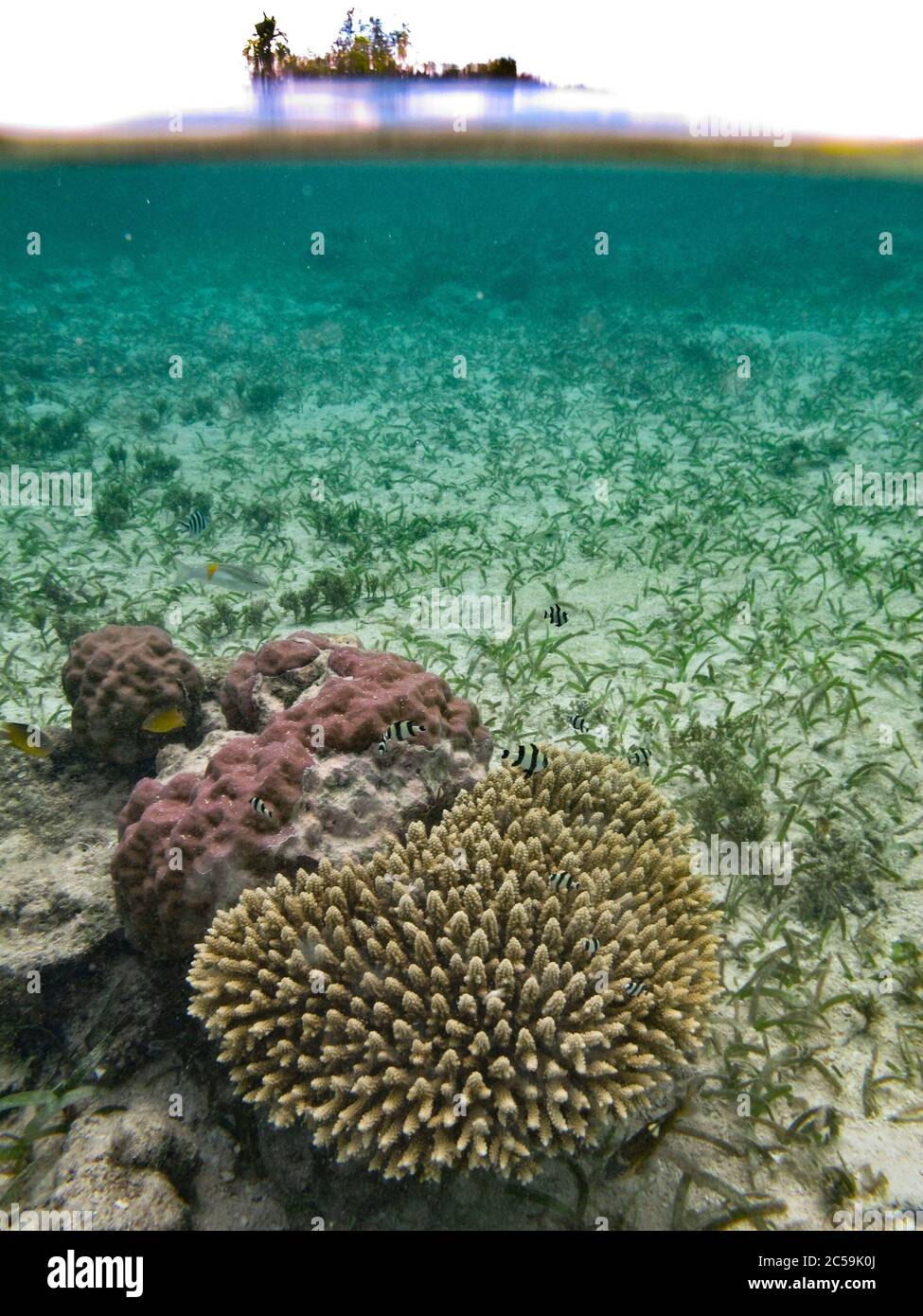 Indonesia, Sulawesi, Isole Togie, vista semi-sommersa dei coralli e di un'isola Foto Stock