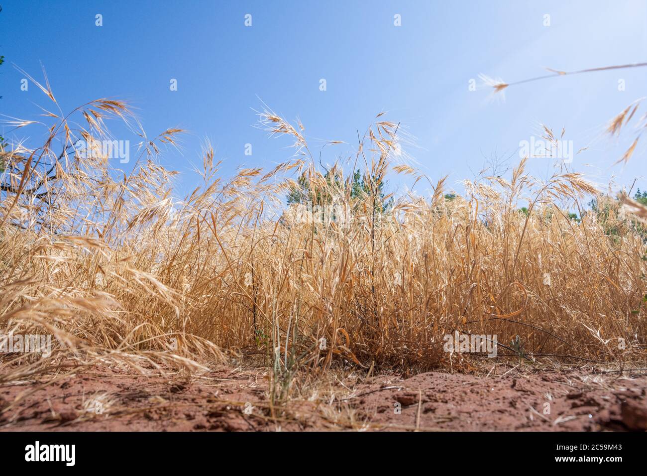 Un campo di erba secca e alta con suolo rosso Foto Stock