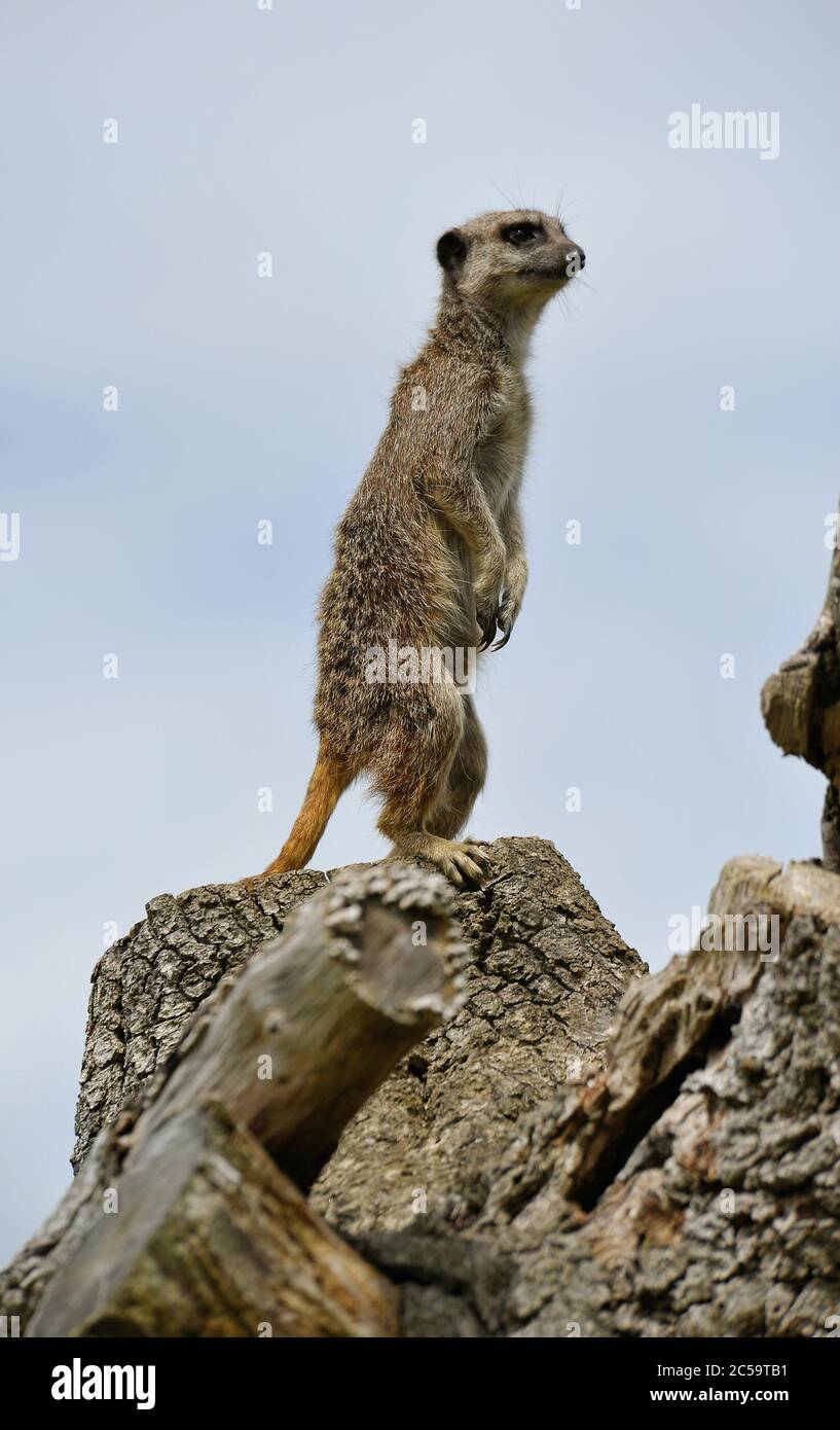 Meerkat su lookout Foto Stock