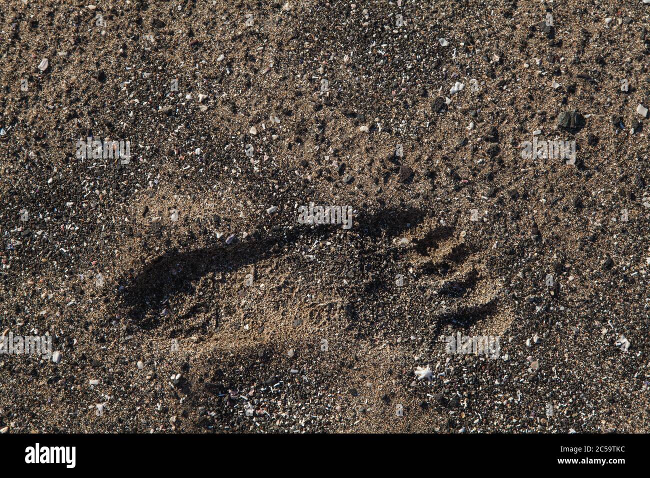 Un'unica impronta di sabbia sulla spiaggia. Piede sinistro. Sole basso con grande consistenza Foto Stock