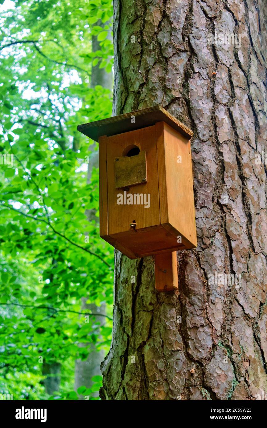 Casa di uccello di legno (nestbox) su un albero Foto Stock
