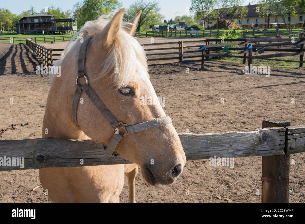 cavallo dietro una recinzione. stallone purosangue vicino allevamento di cavalli. Bel ritratto su sfondo estivo. Foto Stock