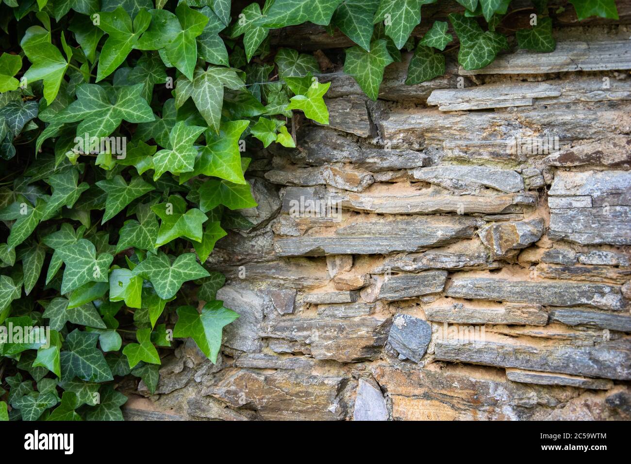 Muro di pietra con foglie di edera verde con spazio di copia per sfondo o texture. Arrampicata pianta, pianta di vite che cresce su antica parete di roccia.retro stile backgr Foto Stock