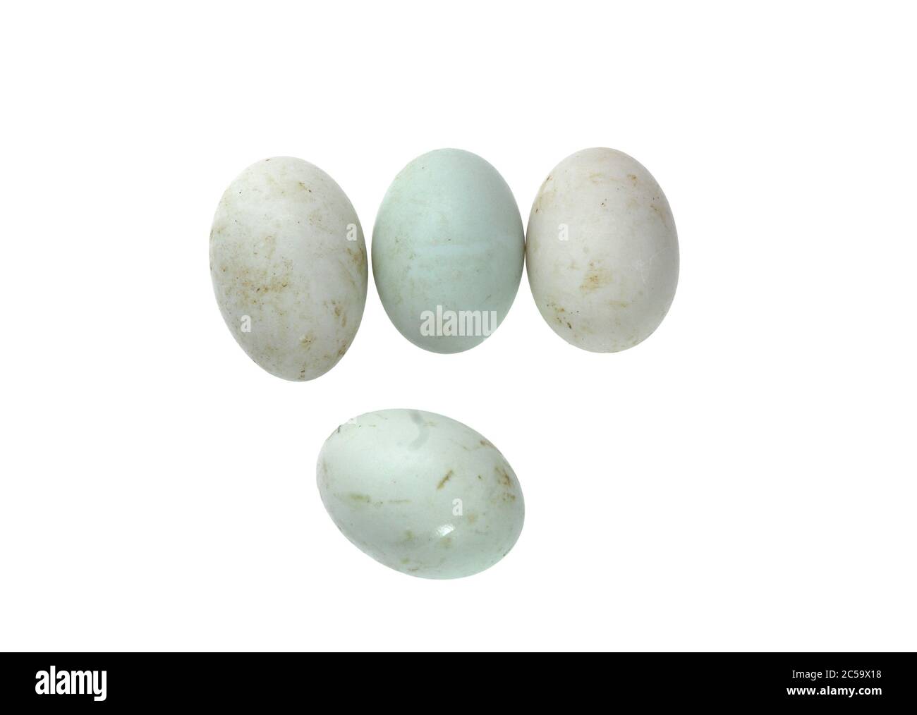 uova di anatra fresche isolate su sfondo bianco Foto Stock