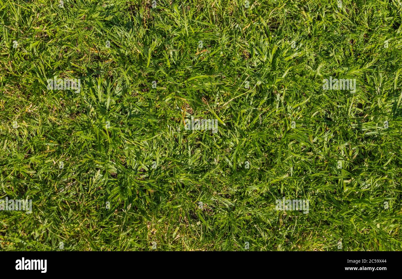 erba verde calpestata in un parco all'aperto in una giornata di sole Foto Stock