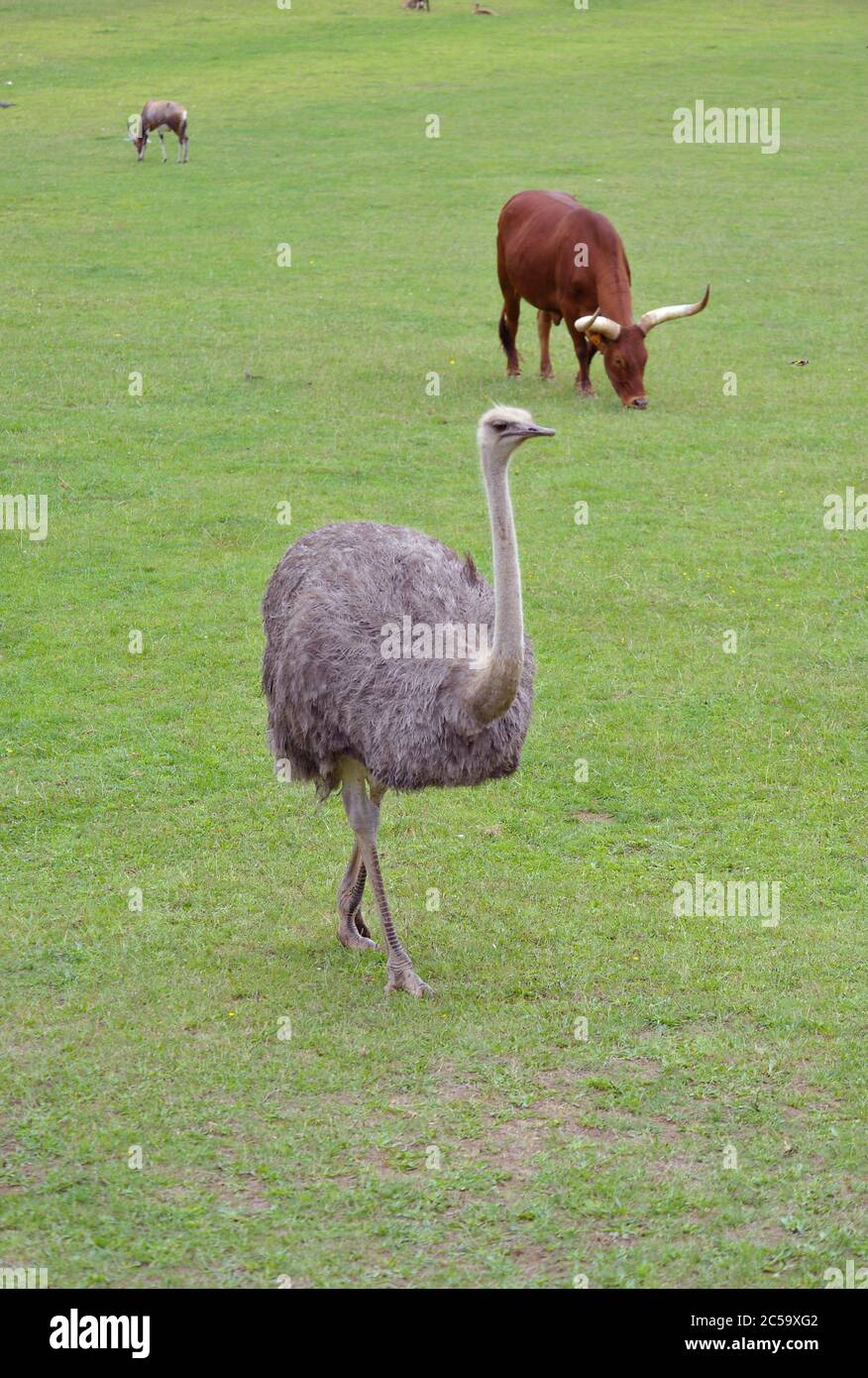Ostriche e Watussi bufali Foto Stock Ostriche e Watussi bufali Foto Stock