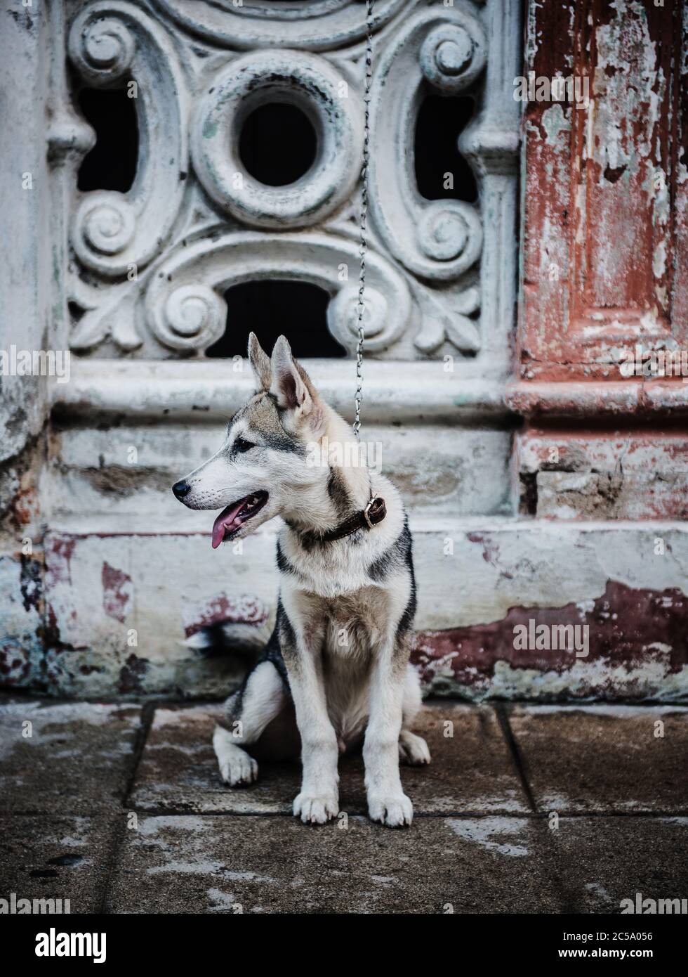 Cane amichevole per le strade di l'Avana, Cuba, Caraibi Foto Stock