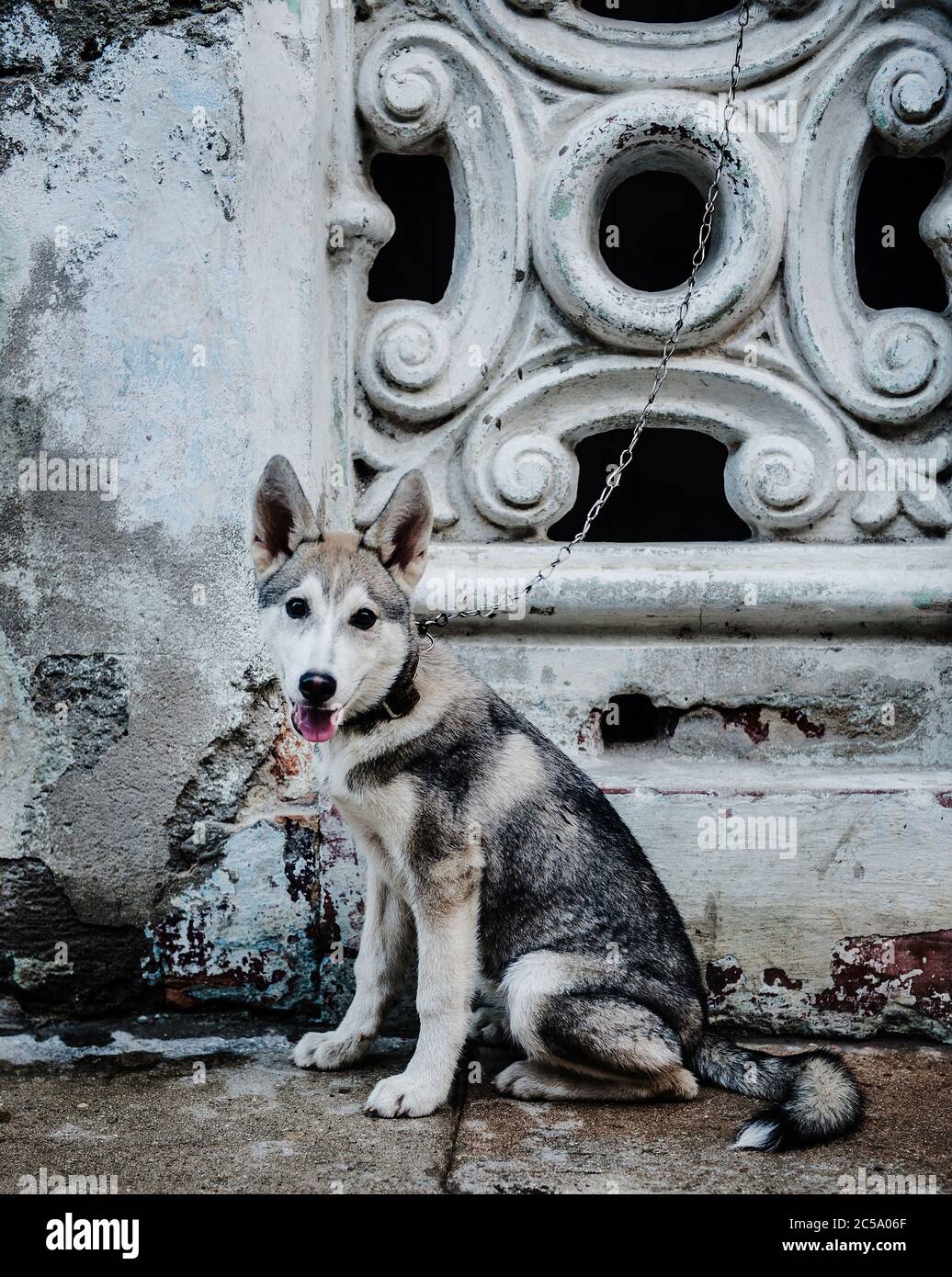 Cane amichevole per le strade di l'Avana, Cuba, Caraibi Foto Stock