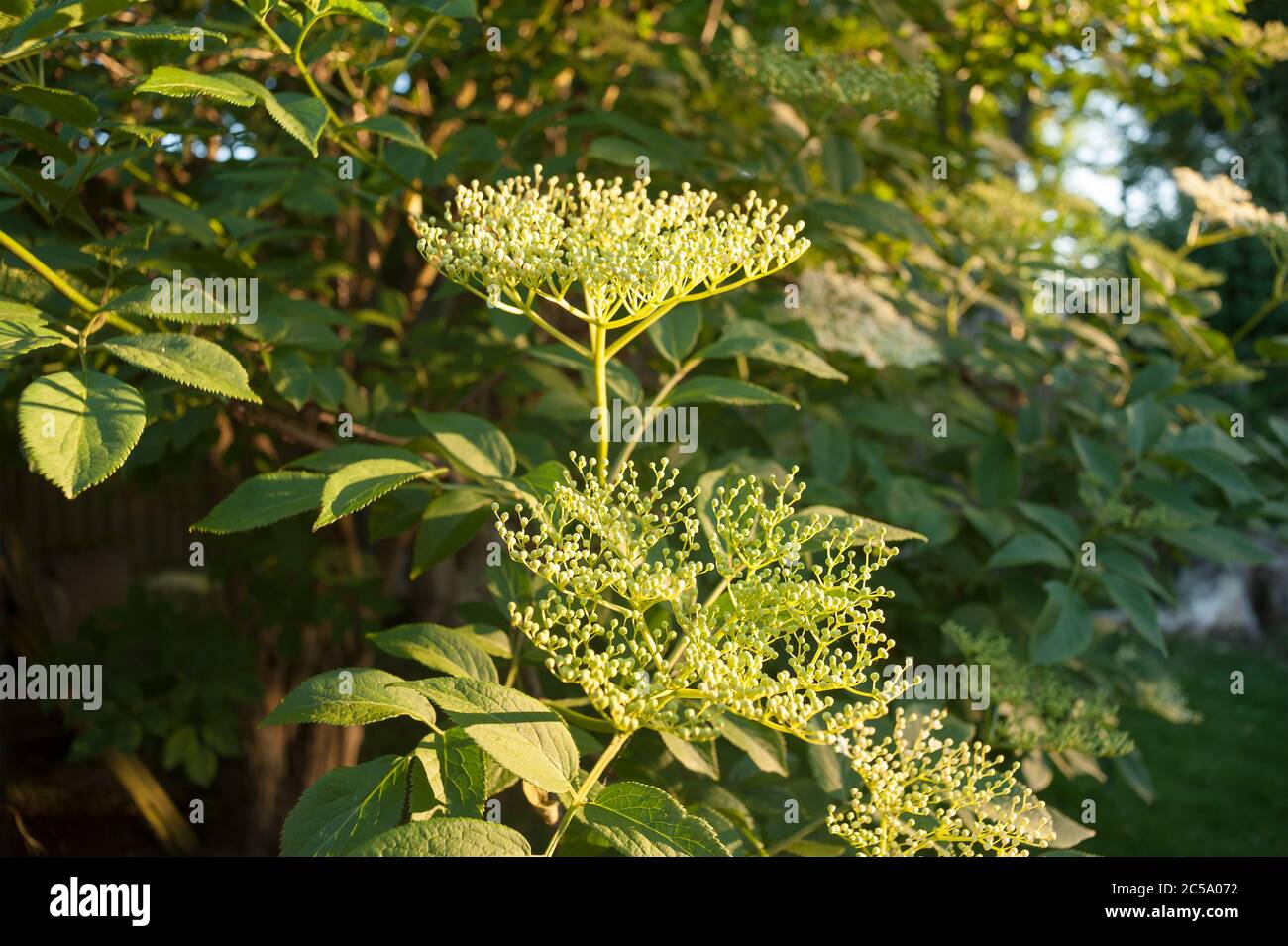 Sambucus nigra, fiori di nuovo inaperti di arbusto anziano su grappolo ramificato come umbelifera lotti mini uve all'inizio dell'estate, Elderflower Foto Stock