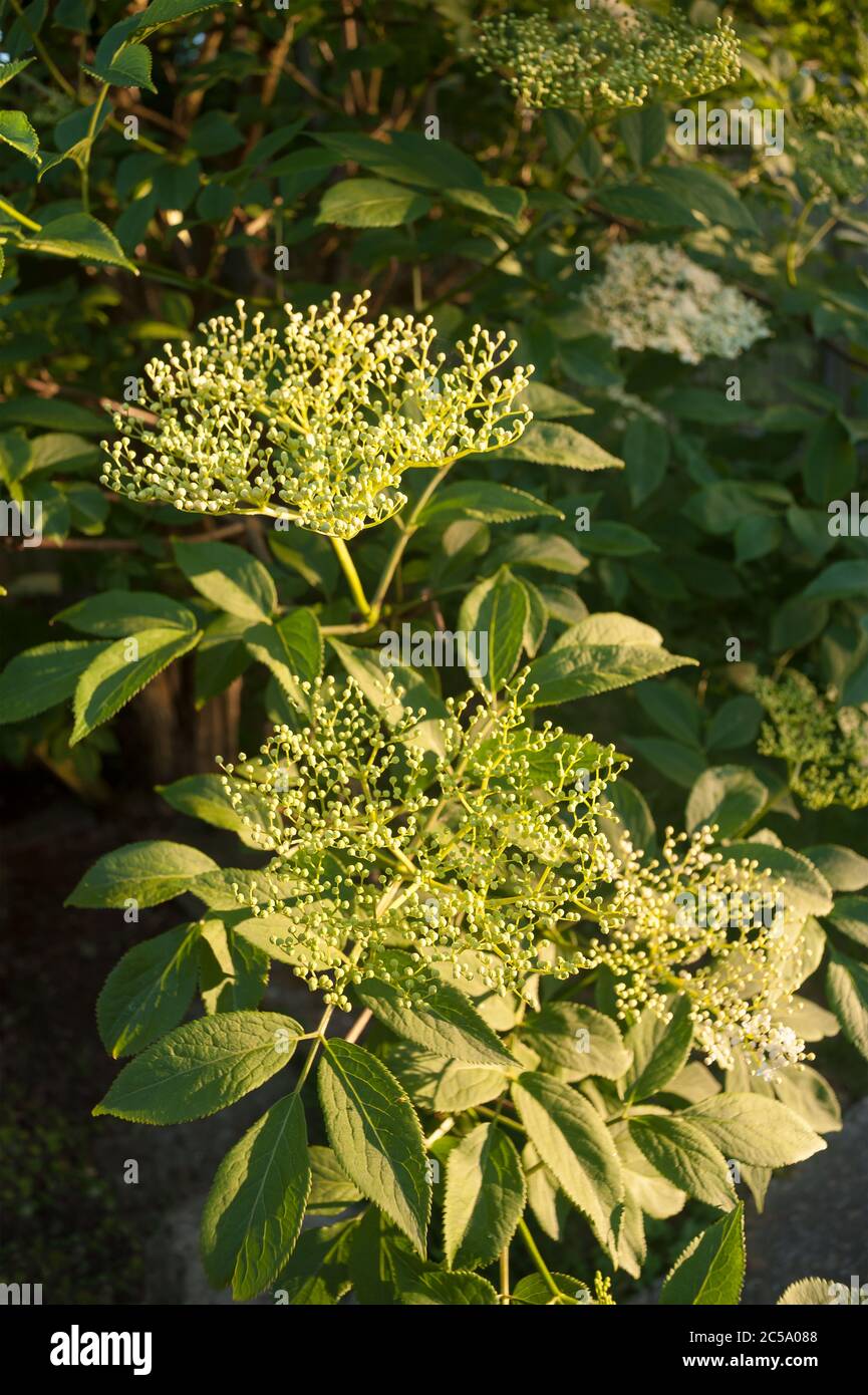 Sambucus nigra, fiori di nuovo inaperti di arbusto anziano su grappolo ramificato come umbelifera lotti mini uve all'inizio dell'estate, Elderflower Foto Stock