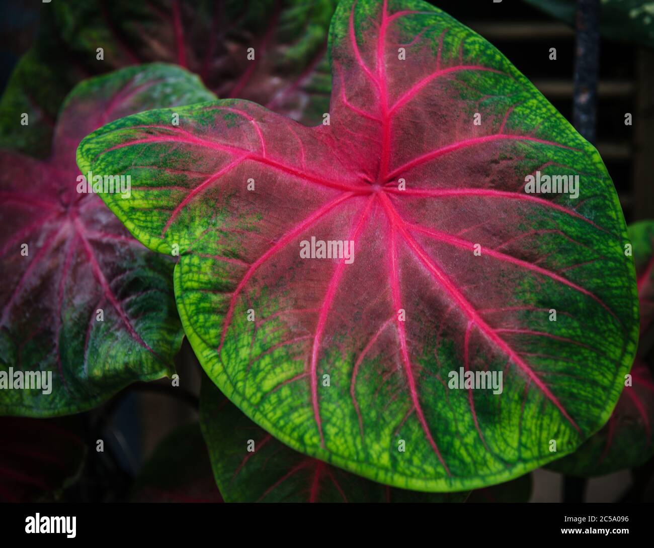 Foglie rosa e verde, Cuba, Caraibi Foto Stock