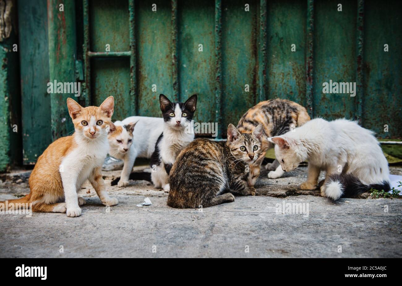 Gattini vagi per le strade di l'Avana, Cuba, America Centrale Foto Stock