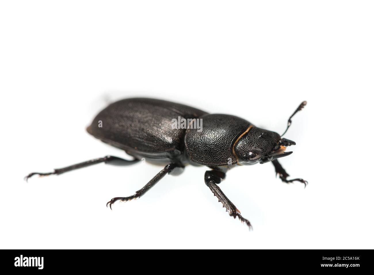Dorcus parallelepipedus, il piccolo scarabeo stag in varie posizioni di attenzione che si prende in, rilevando il suo ambiente con esoscheletro protettivo Foto Stock