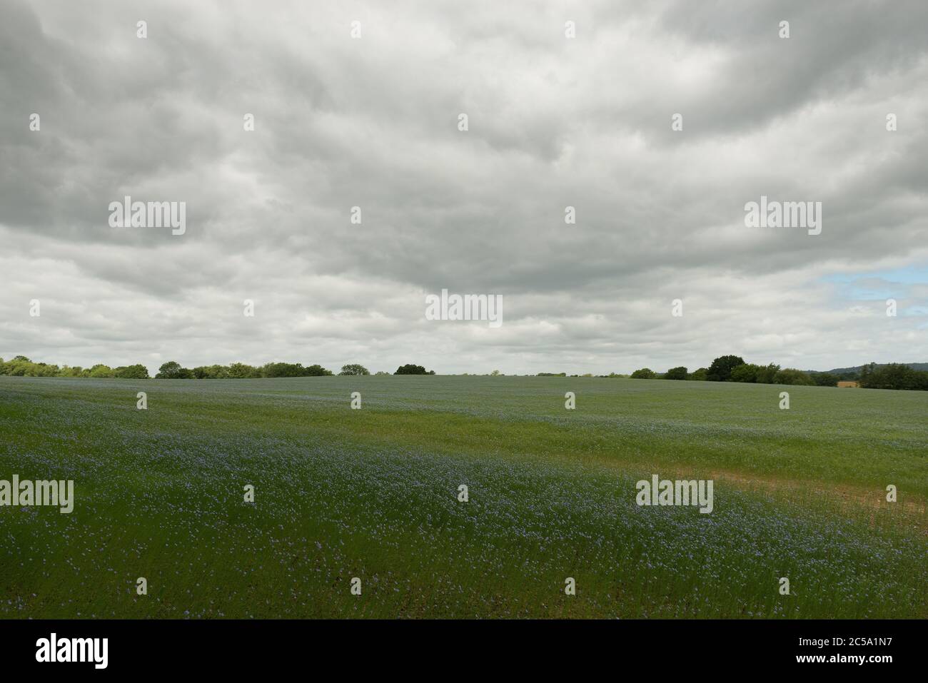 Teste di semi di Flax, Linum usitatissimum, Linseed, dopo che i fiori blu sono appena caduti in un campo nuvoloso sovrastato Foto Stock
