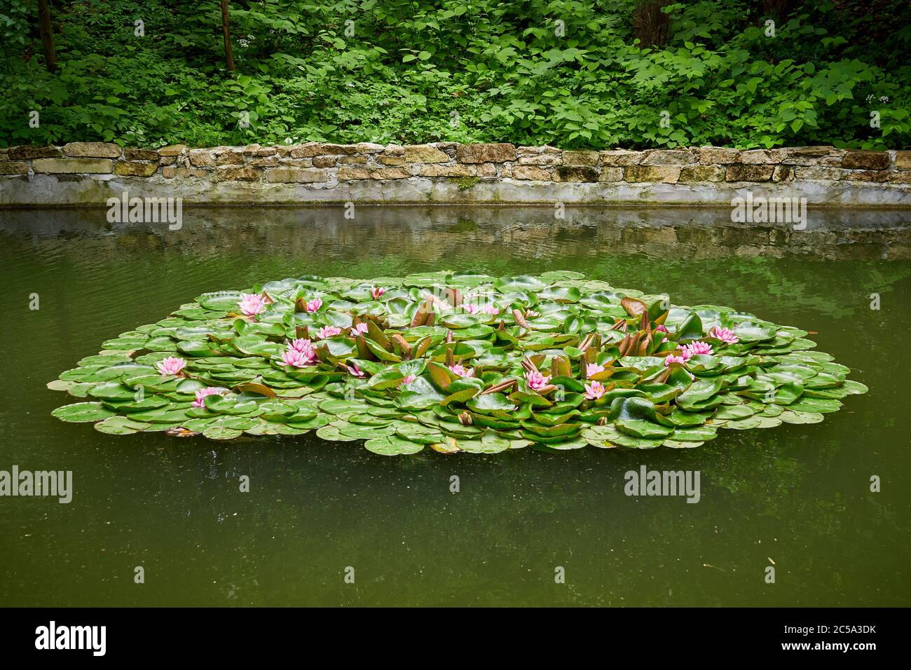 Ninfea (Hollandia) Giglio d'acqua, fiore rosa Foto Stock