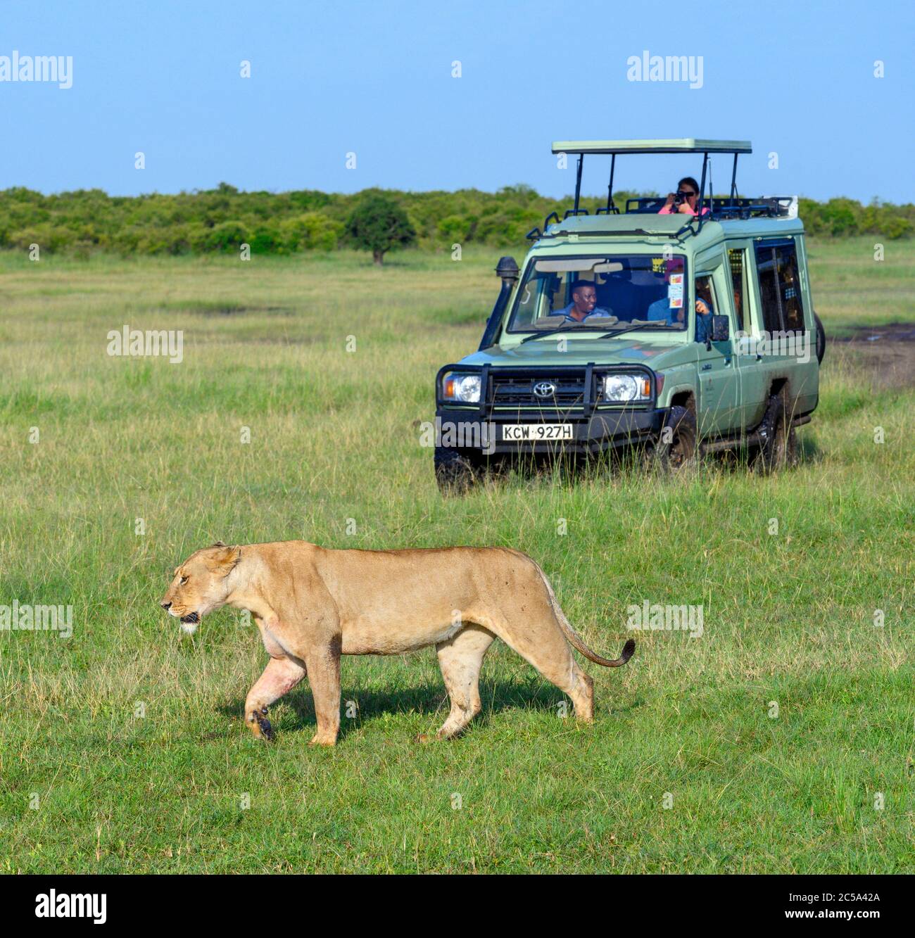 Leone (Panthera leo). Leoness che cammina di fronte a un veicolo safari, Masai Mara National Reserve, Kenya, Africa Foto Stock
