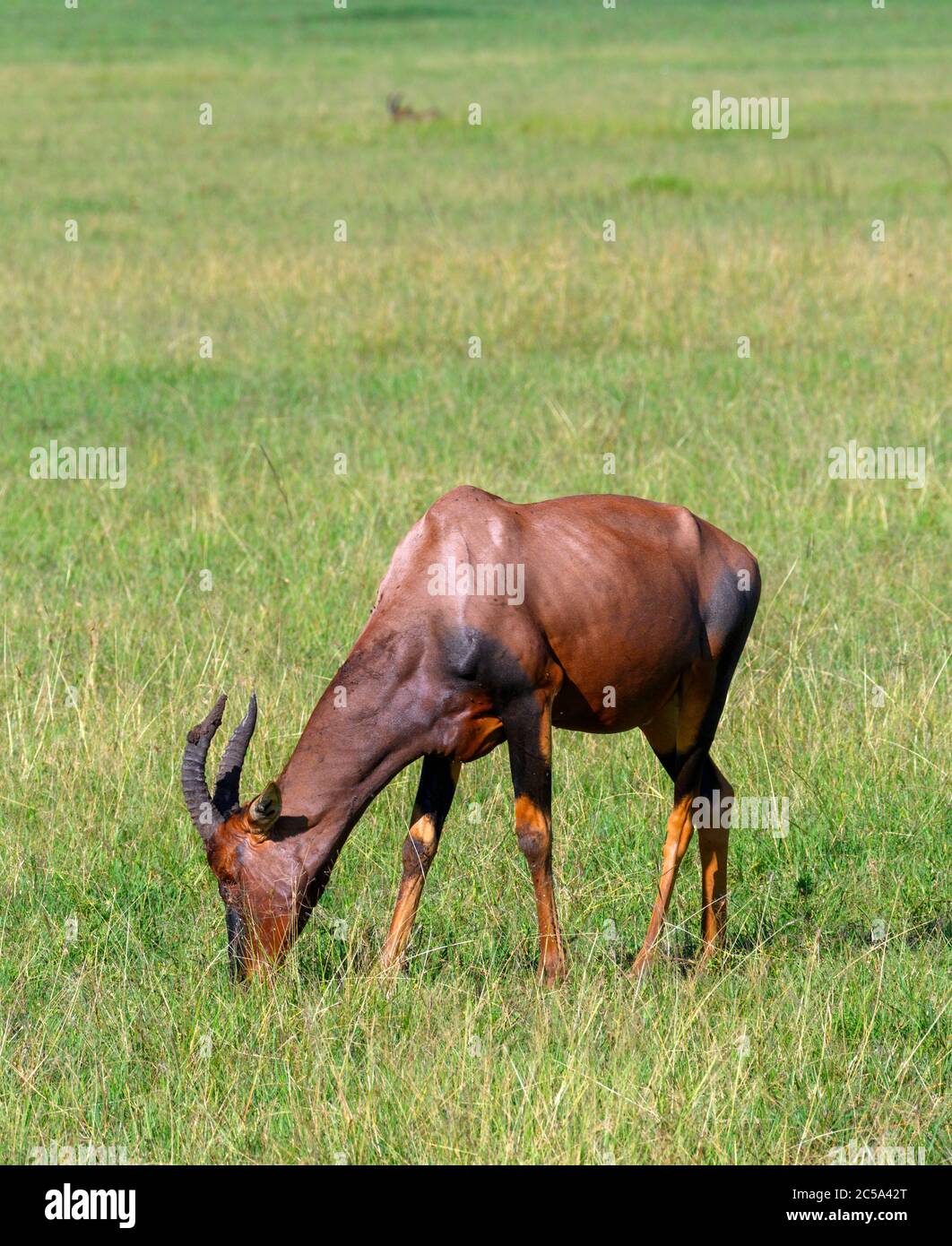 Topi (Damaliscus lunatus jimela), Riserva Nazionale Masai Mara, Kenya, Africa Foto Stock