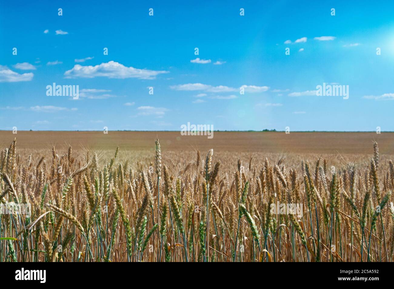 Terreni agricoli. Campo di grano dorato sotto il cielo blu Foto Stock