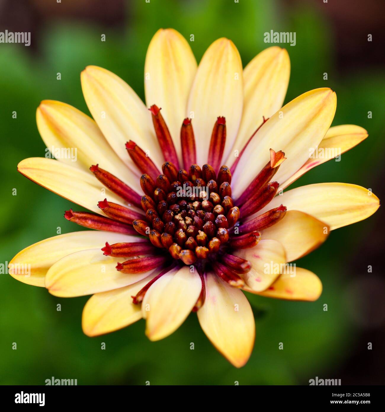 Osteospermum ‘3D Banana Shake’ Foto Stock