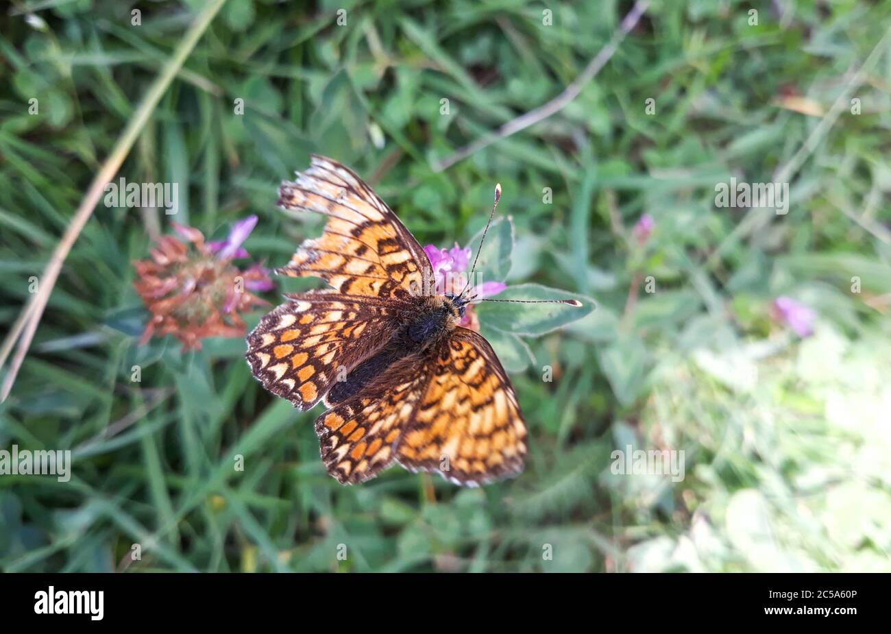 Grande farfalla fritta spangled con colorate ali a motivi arancioni setacciate nettare da fiori selvatici in prato Foto Stock