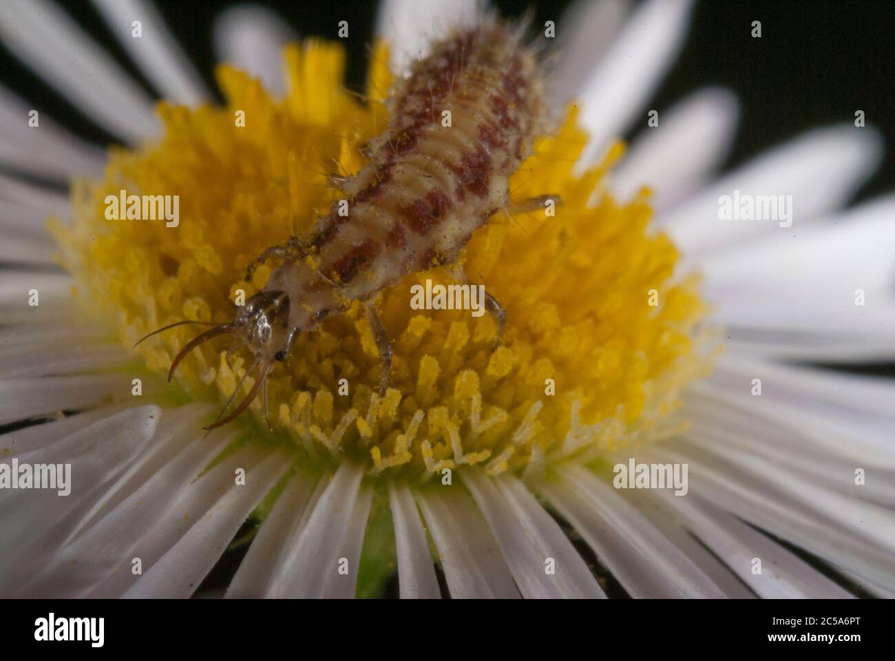 Larva del Lacewing verde comune (Chrysoperla carnea) Foto Stock