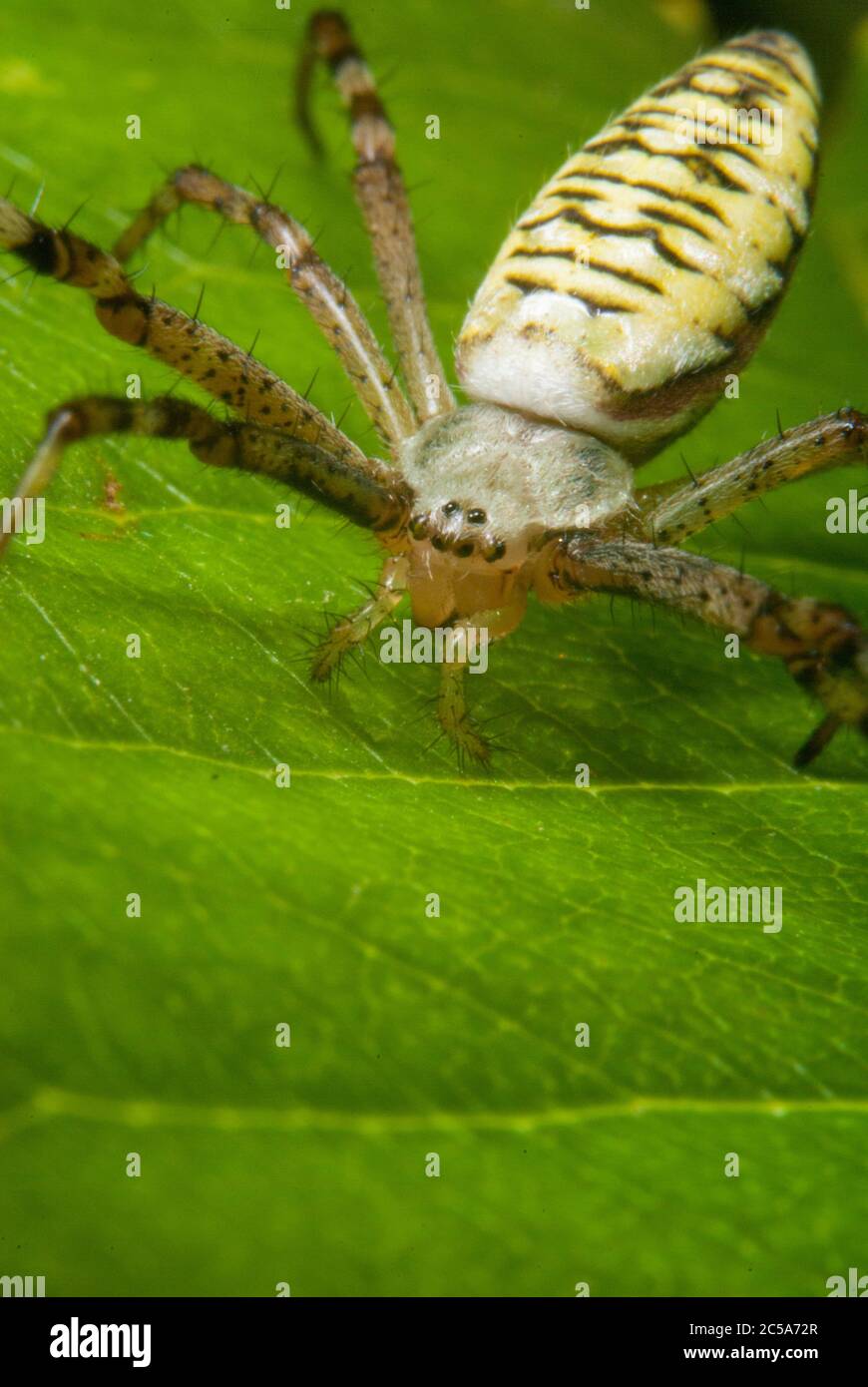 Il ragno della vespa (Argiope bruennichi) Foto Stock
