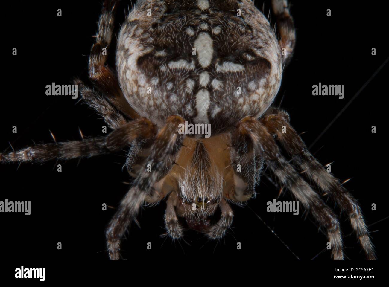 Il ragno a croce (Araneus diadematus) Foto Stock