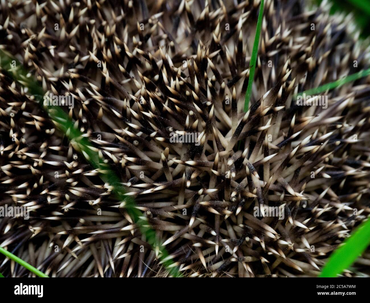 Primo piano sulle spine di un riccio dell'Europa occidentale, Erinaceus europaeus, Cornovaglia, Regno Unito Foto Stock