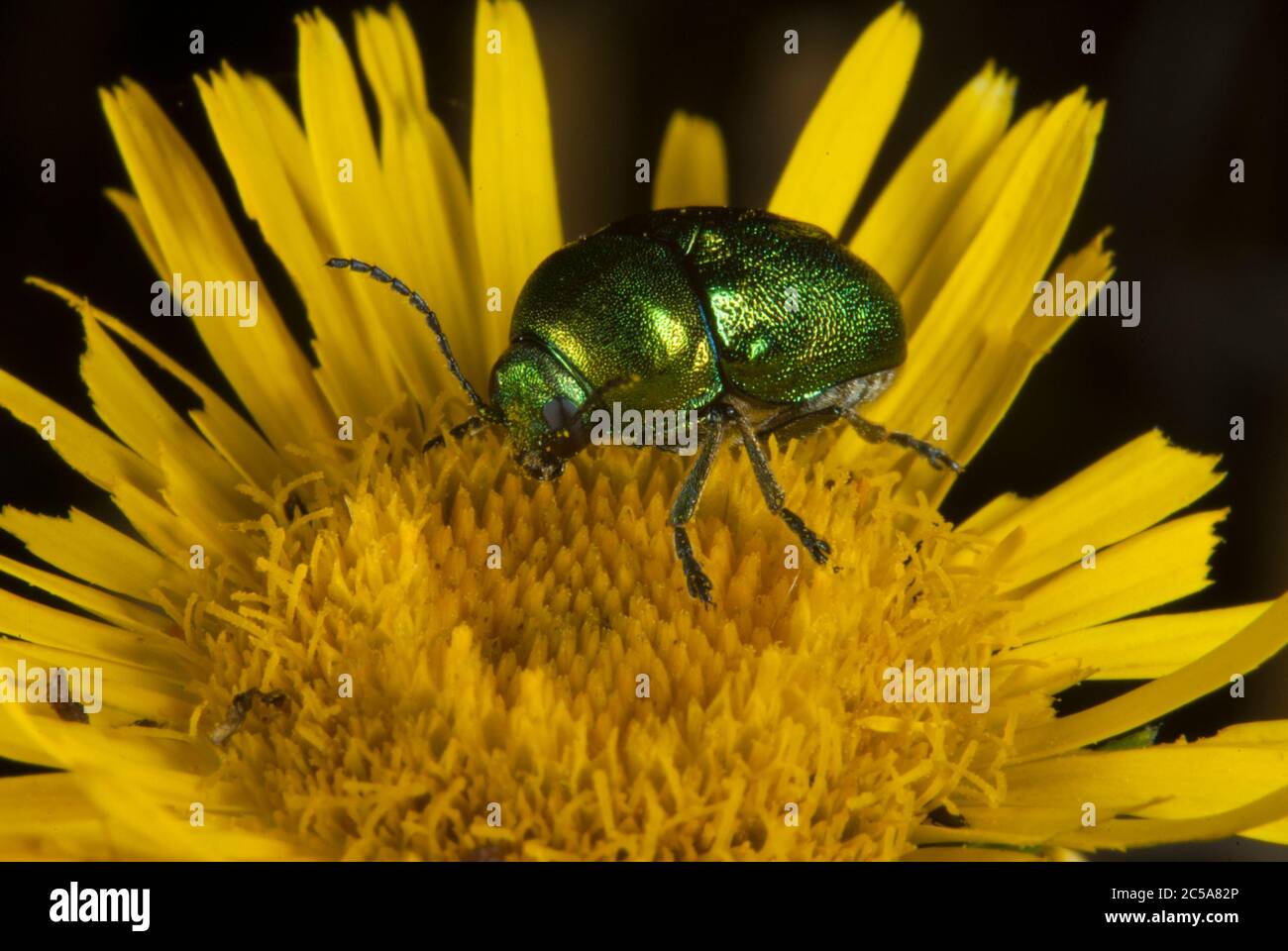 Il Criptocephalus sericeus su un fiore Foto Stock