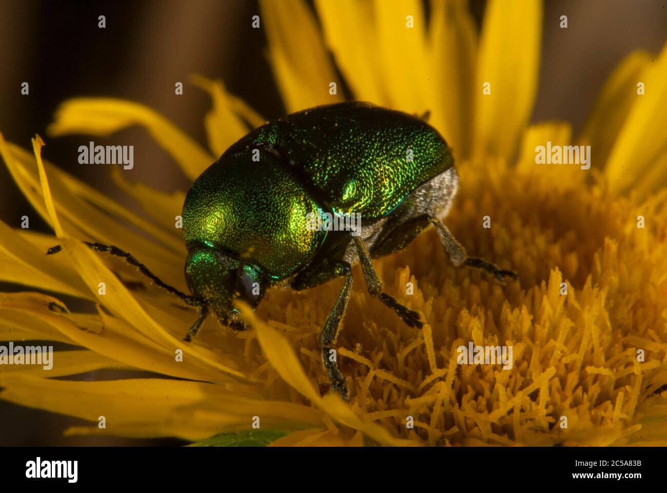 Il Criptocephalus sericeus su un fiore Foto Stock
