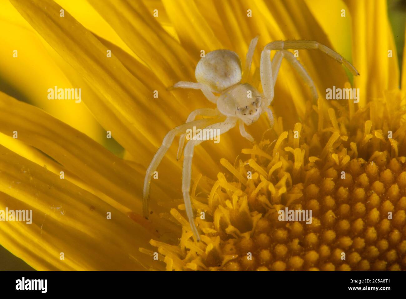 Il ragno del granchio (Misumena vatia) Foto Stock