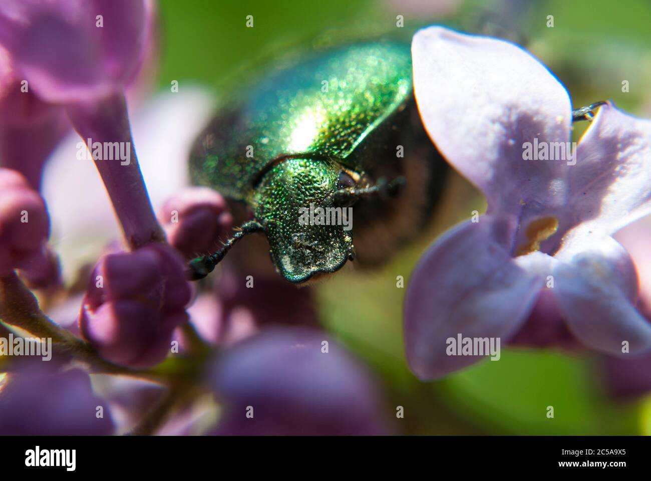 La braciera di rosa verde (Cetonia aurata) Foto Stock