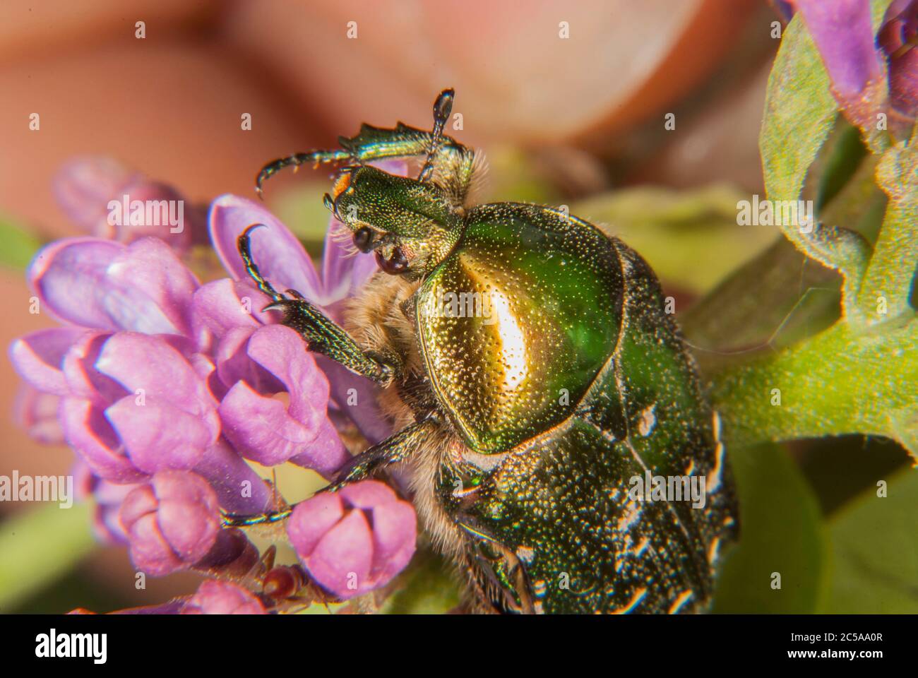 La braciera di rosa verde (Cetonia aurata) Foto Stock