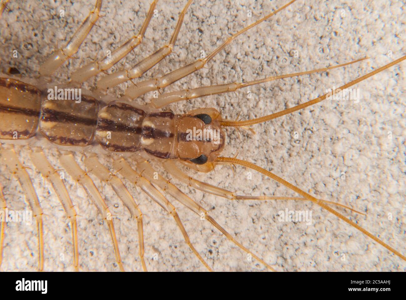 La Scutigera coleoprata (Casa centipede) Foto Stock