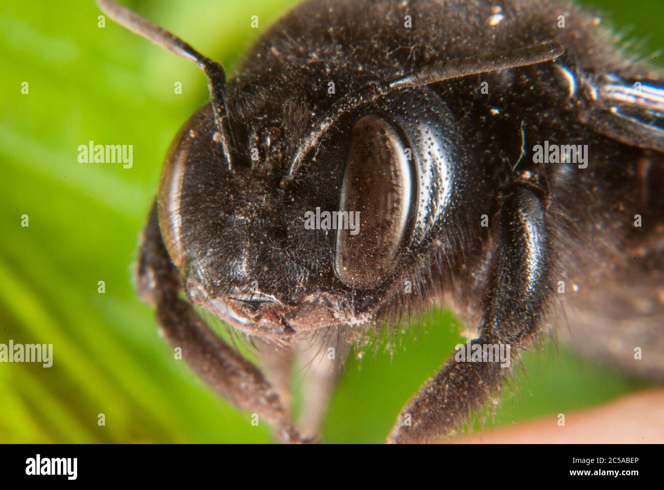 L'ape viola carpentiere (Xylocopa violacea) Foto Stock